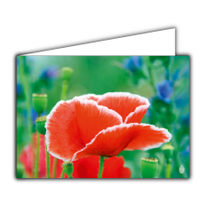 Grußkarte | Roter Mohn